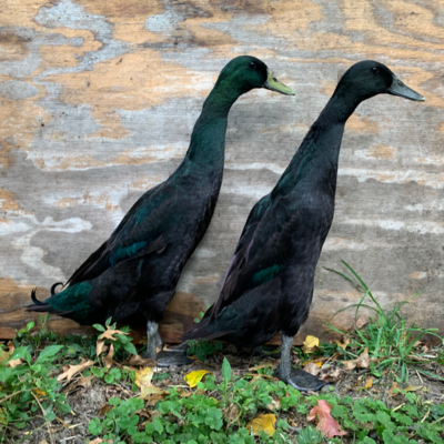 Black Runner Day Old Ducklings