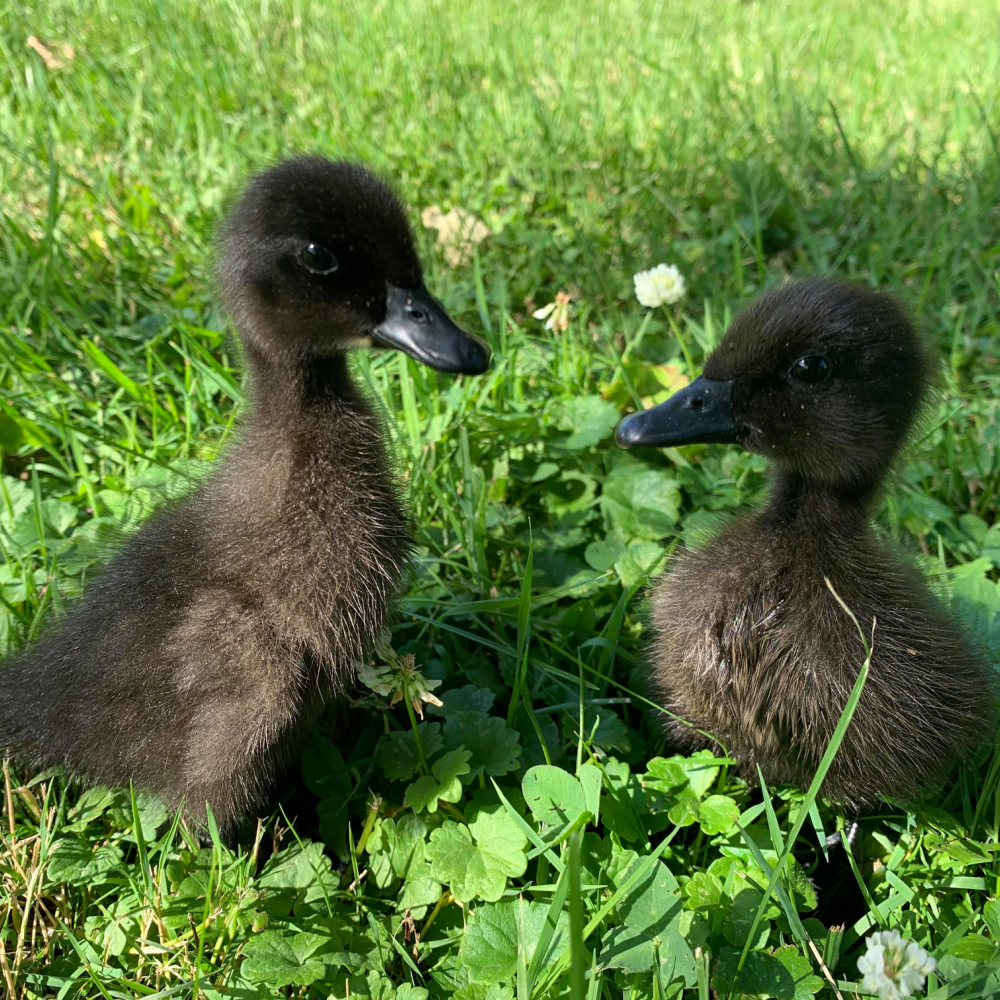 Black Runner Day Old Ducklings
