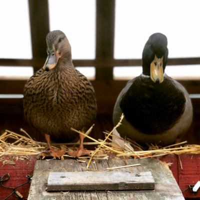 Mallard Day Old Ducklings