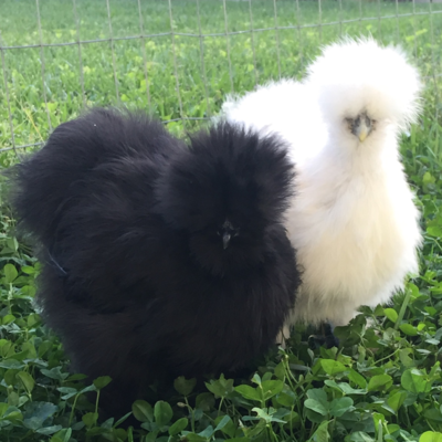 Assorted Silkie Bantam Day Old Chicks