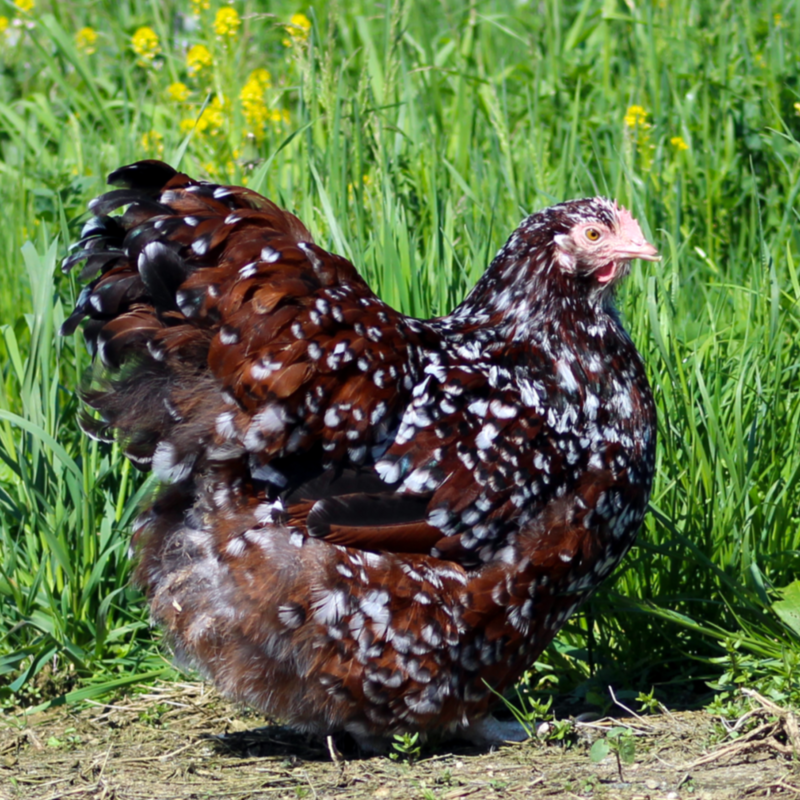 Jubilee Orpington Day Old Chicks, Gender: Female