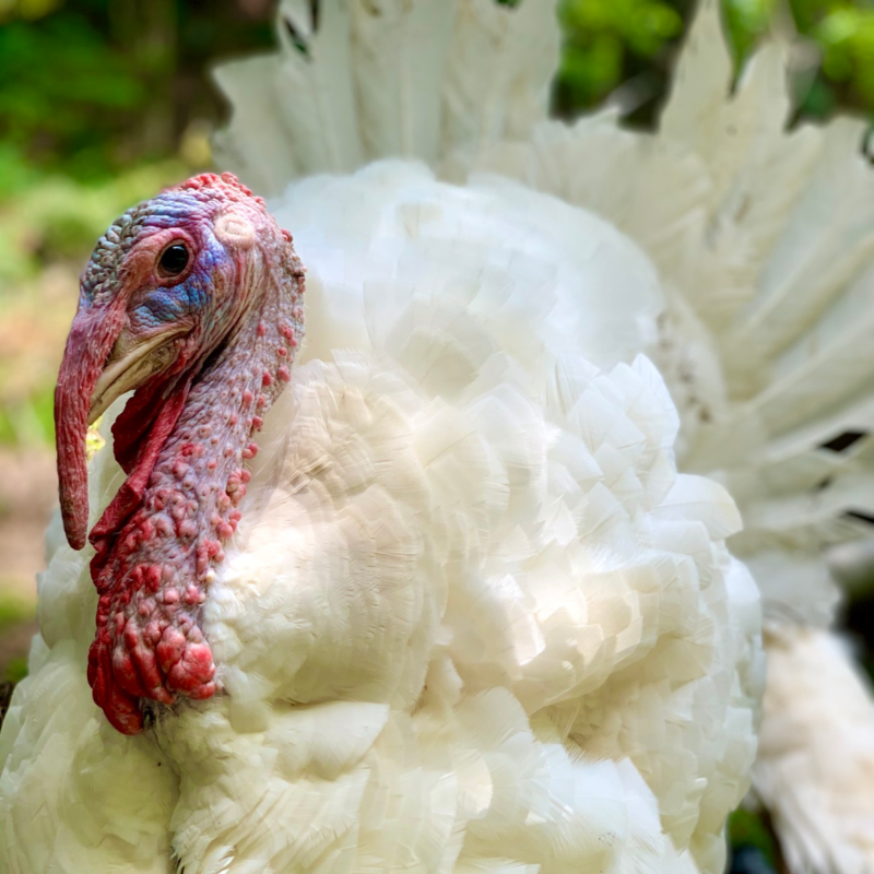 Broad Breasted White Day Old Turkey Poults
