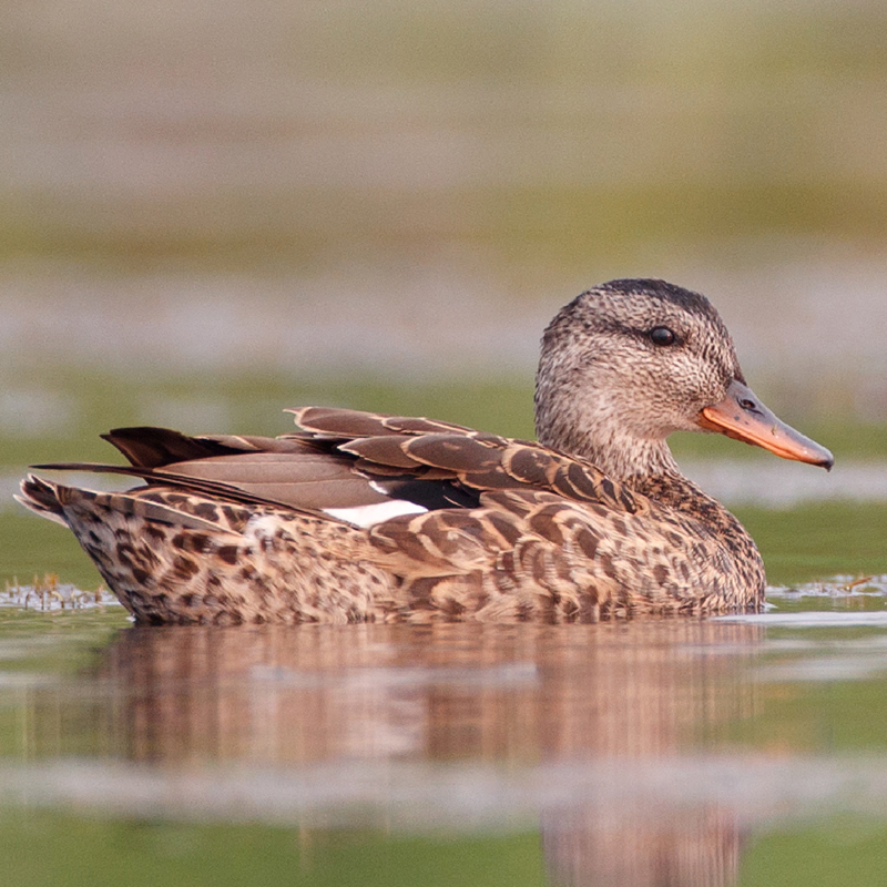 Gadwall Duck Juvenile Pair