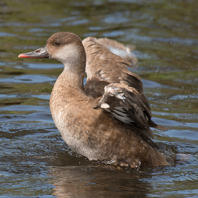 Red Crested Pochard Duck Juvenile Pair