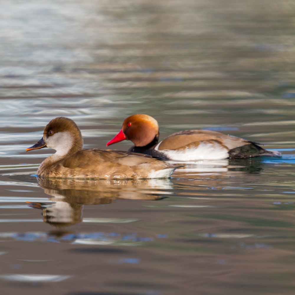 Red Crested Pochard Duck Juvenile Pair