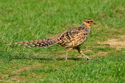 Reeves Pheasant Adult Pair