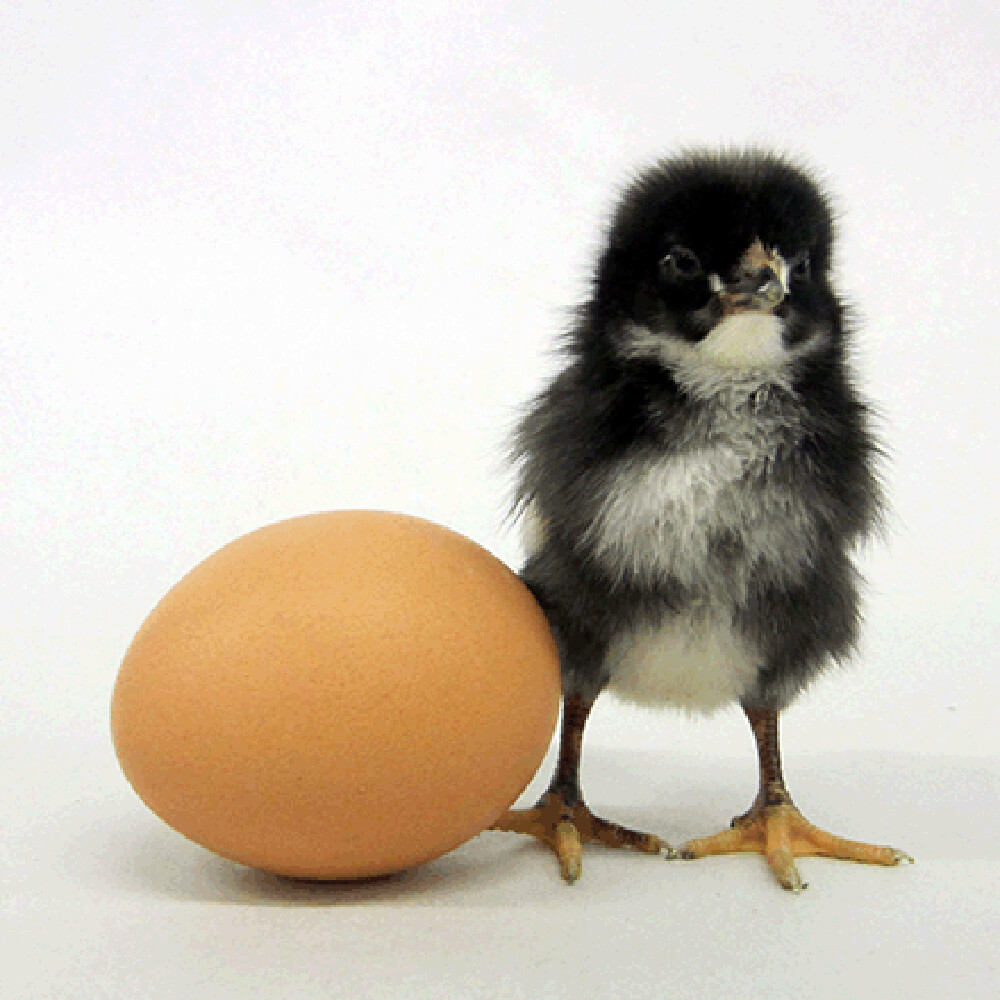 What s Hatching