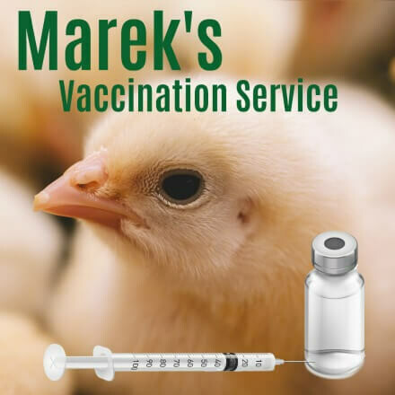 Marek's Vaccination Service