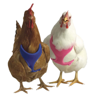 Chicken Harness