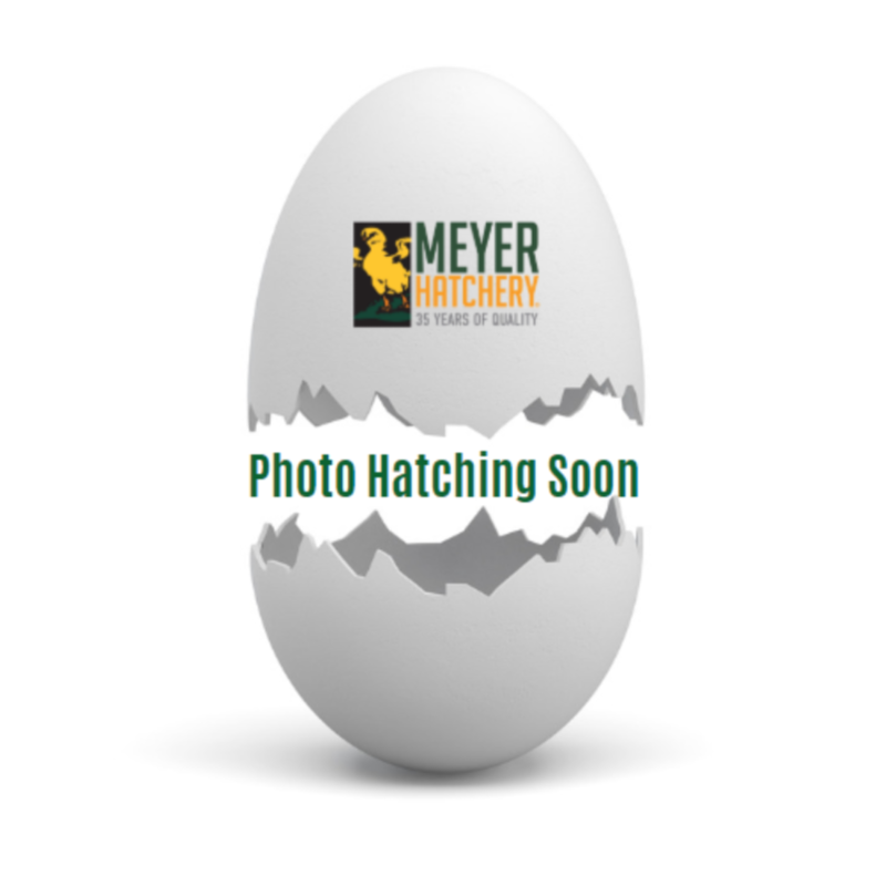 Walnut Hill Apple Flavored Deer Corn with Molasses