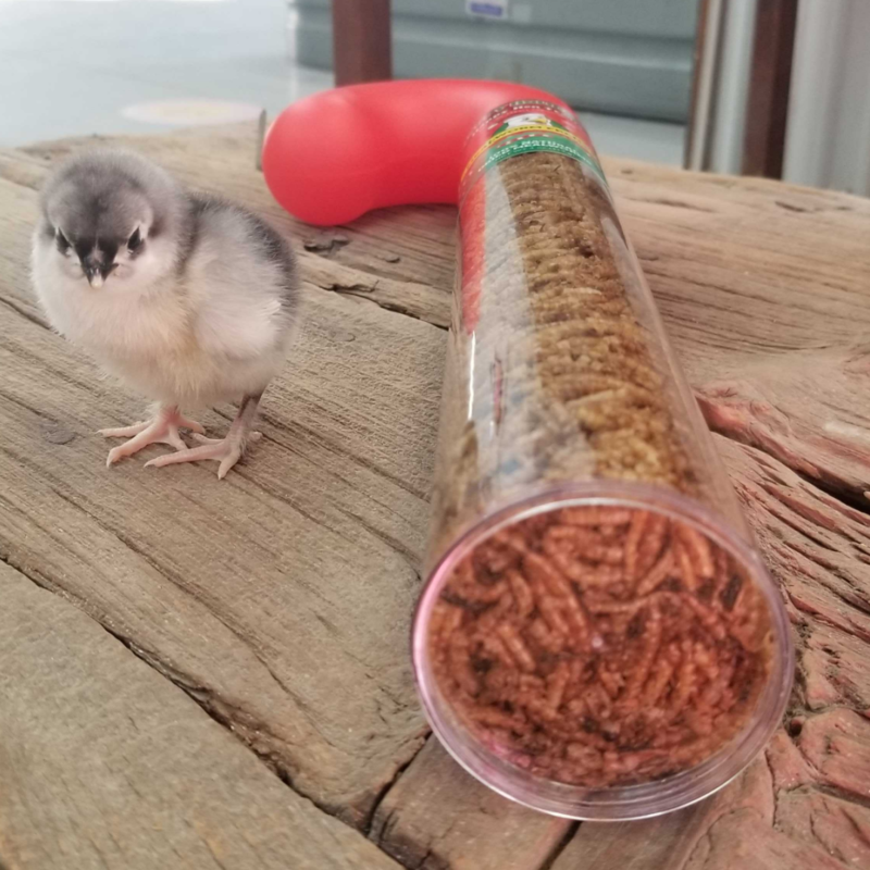 Happy Hen Treats Mealworm Frenzy Candy Cane