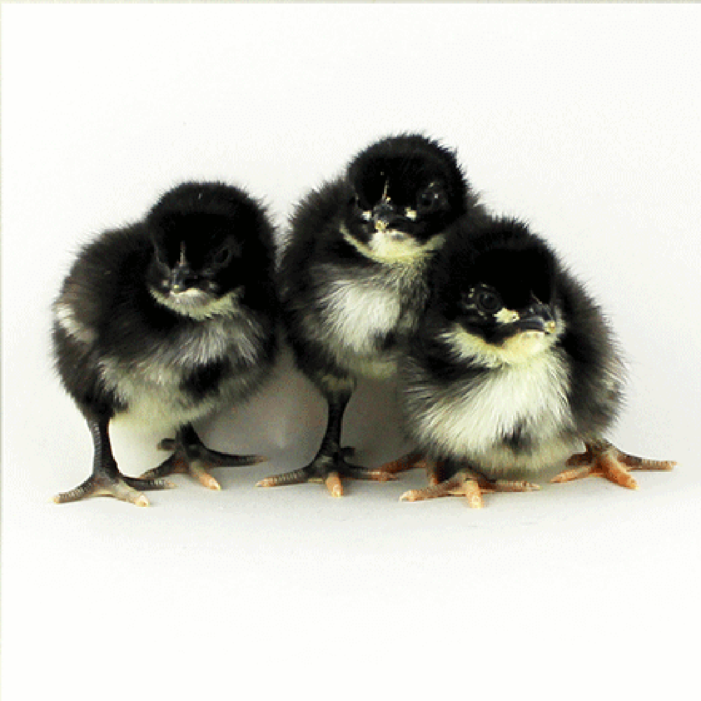 Black Split to Lavender Orpington Day Old Chicks