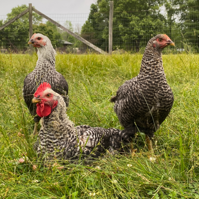 Gray Ranger Broiler Day Old Chicks Free Shipping