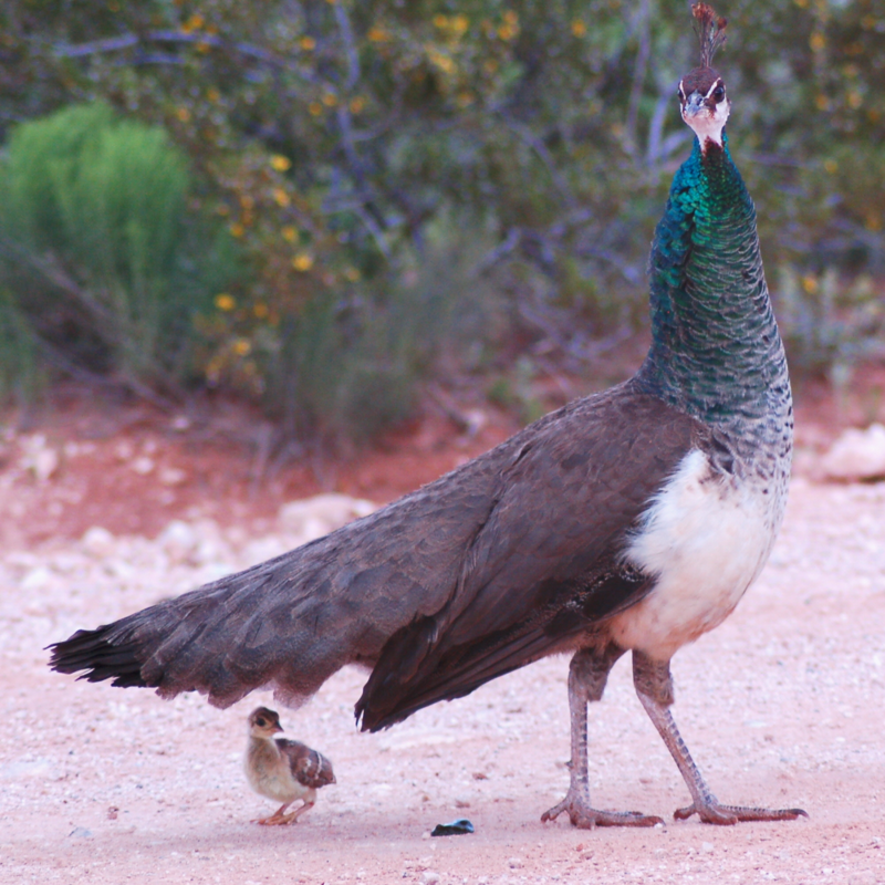 India Blue Peafowl Juvenile Pair