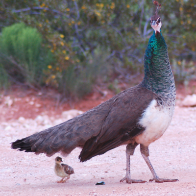 India Blue Peafowl Juvenile Pair
