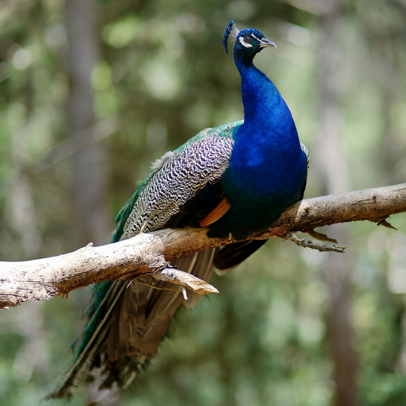 India Blue Peafowl Juvenile Pair