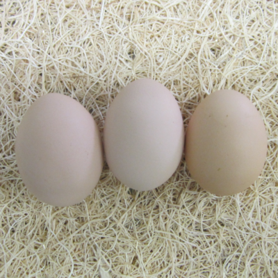 White Broiler Hatching Eggs