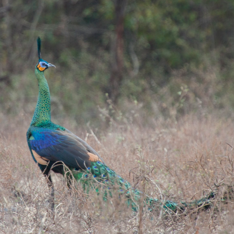 Java Green Peafowl Juvenile Pair
