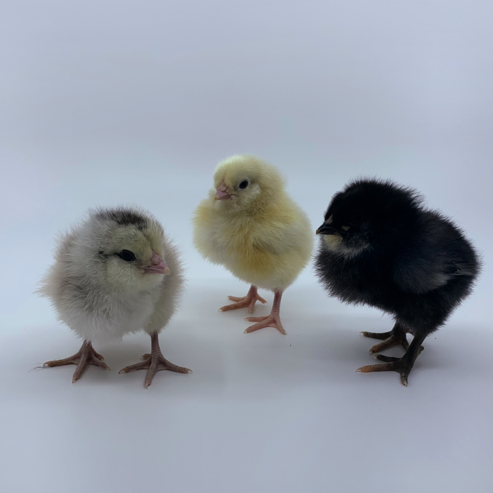 Frizzle (FS) Easter Egger Day Old Chicks