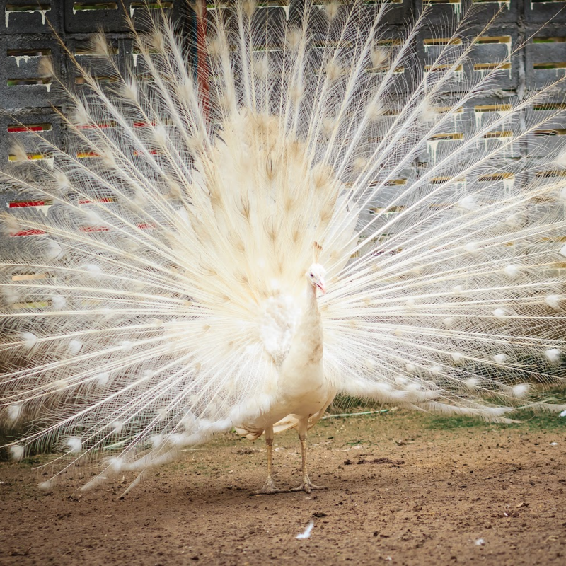 White Peafowl Yearling Pair
