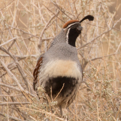Gambel's Quail Juvenile Pair