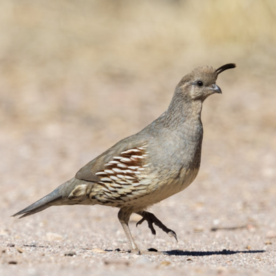 Gambel&#39;s Quail Juvenile Pair