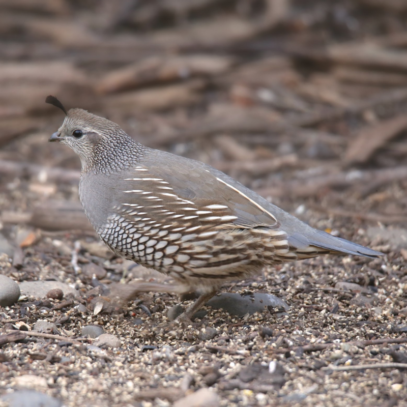 California Valley Quail Juvenile Pair