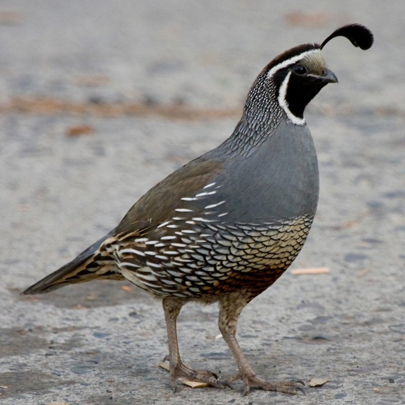California Valley Quail Juvenile Pair
