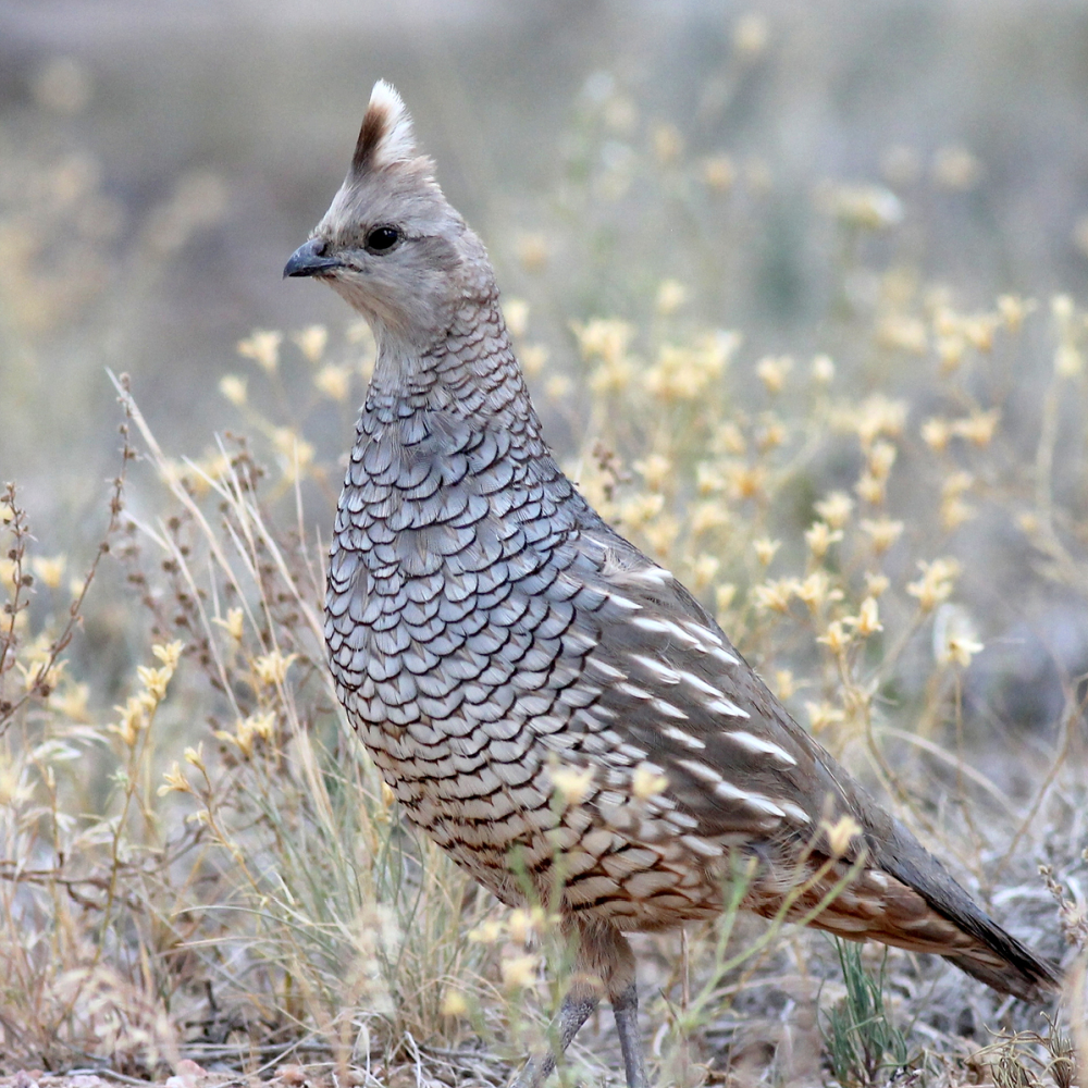 Blue Scale Quail Juvenile Pair