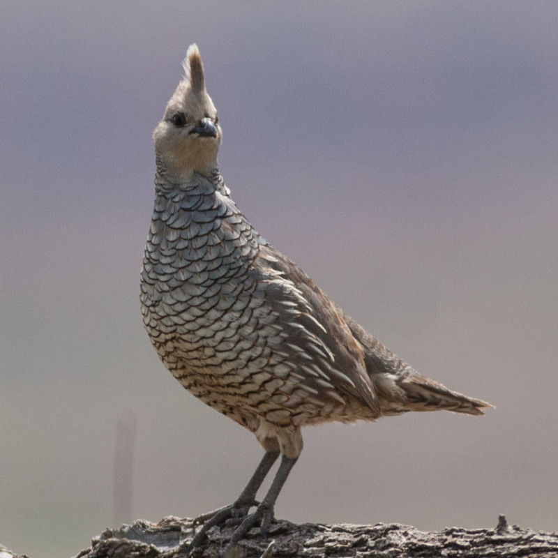 Blue Scale Quail Juvenile Pair