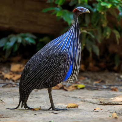 Vulturine Guinea Fowl Juvenile Pair
