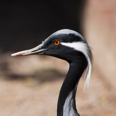 Demoiselle Crane