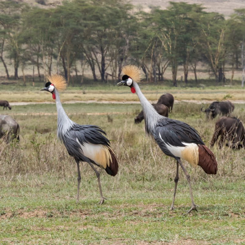 East African Crowned Crane