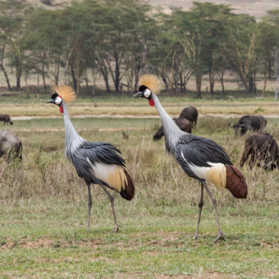 East African Crowned Crane