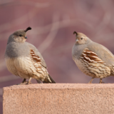 Juvenile Quail Package