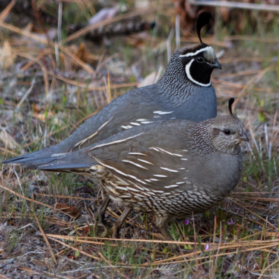Juvenile Quail Package