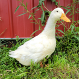 Duclair Day Old Ducklings, Gender: Female