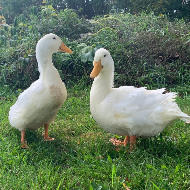 Jumbo Pekin Day Old Ducklings jumbo-pekin-day-old-ducklings