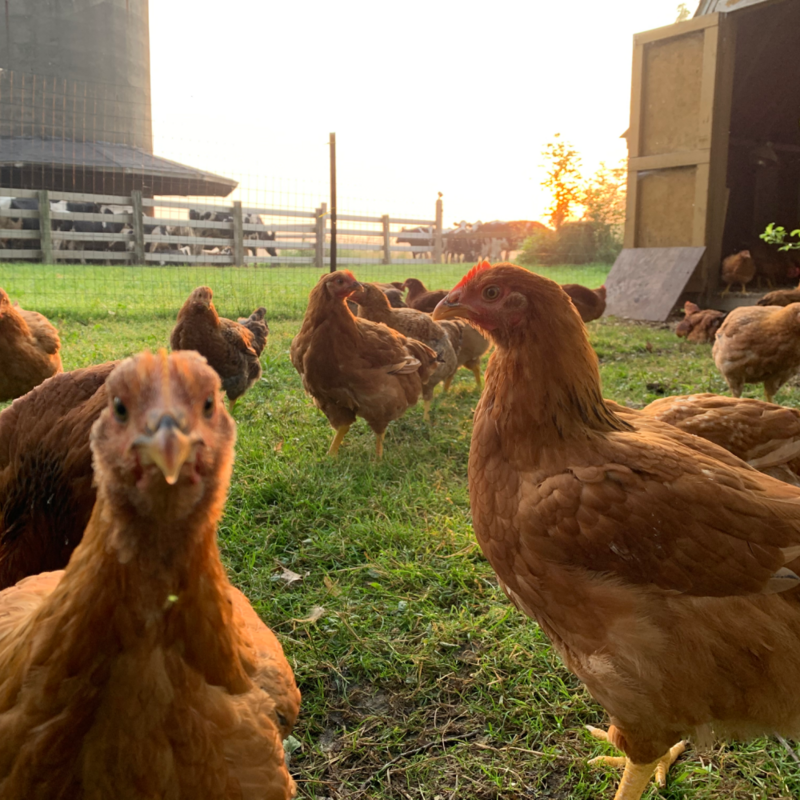 NonGMO Rainbow Ranger Broiler Day Old Chicks Free Shipping