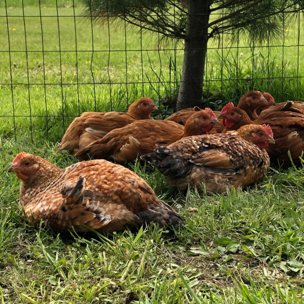Red Ranger Hen Red Ranger Chicks