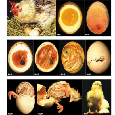 Chicken Embryology Poster Set