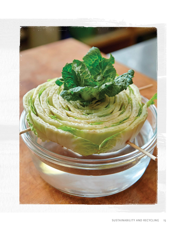 Regrow Your Veggies