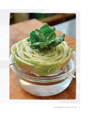 Regrow Your Veggies