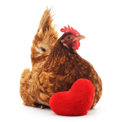 For the Love of Chickens