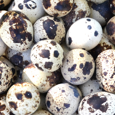 Quail Hatching Eggs