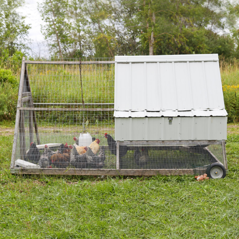A-Frame Style Medium Mobile Chicken Tractor Plans - Instant Download