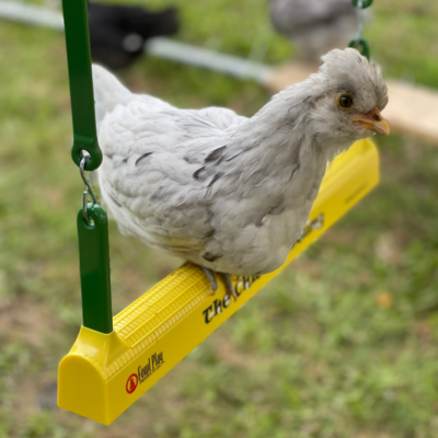 The Chicken Swing by Fowl Play
