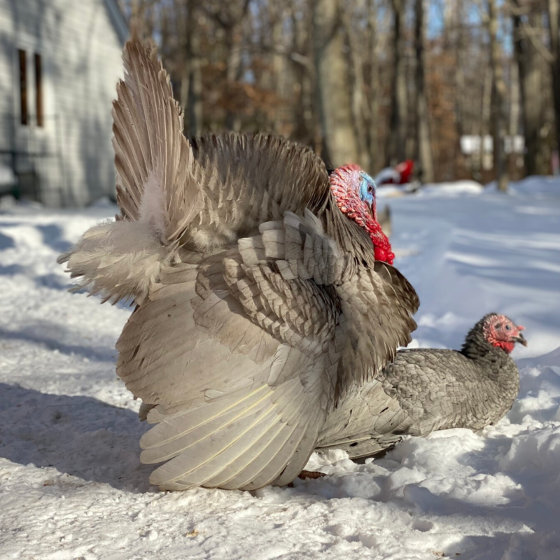 Blue Slate Heritage Day Old Turkey Poults