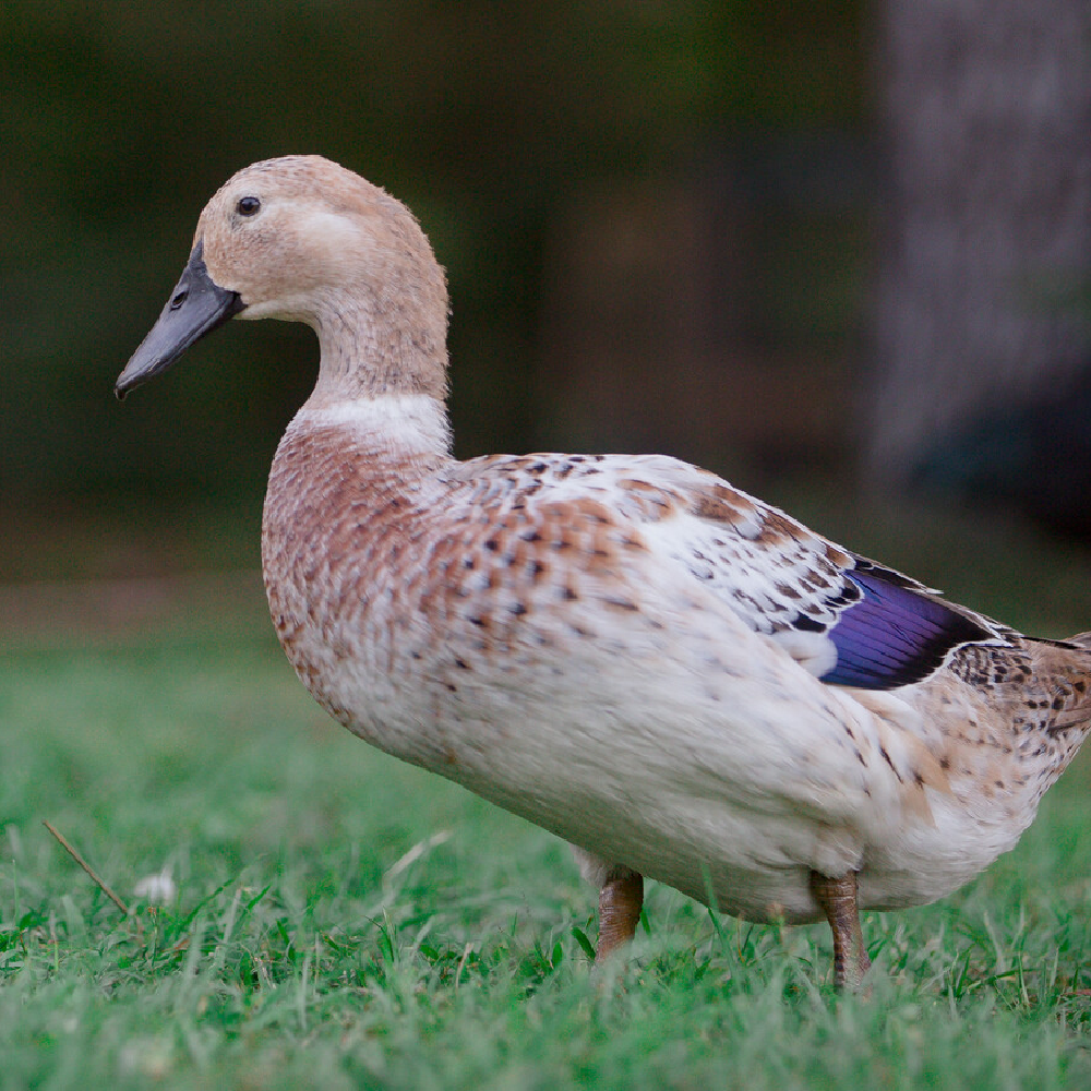 Breed Profile: Welsh Harlequin Ducks Backyard Poultry