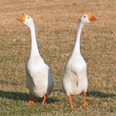 Geese for Eggs